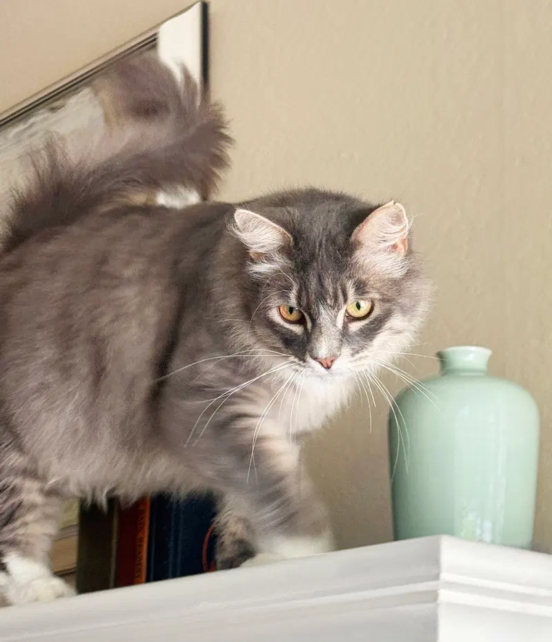 Tucker, a young male Tabby cat up for adoption