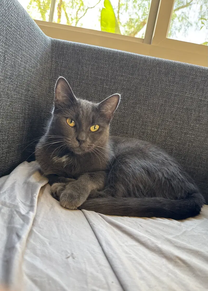 Kiki kitty, photo 2