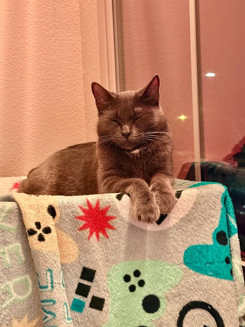 Kiki kitty, photo 3