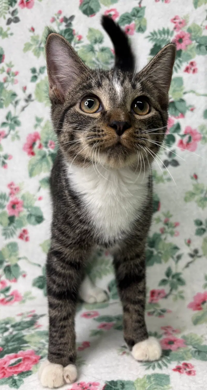 Zephyr, a young male cat up for adoption