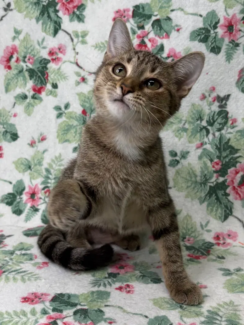 Greta, a young female cat up for adoption