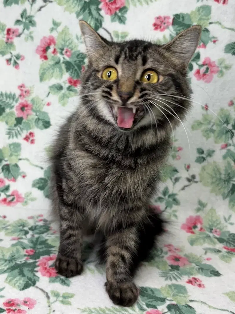 Flossy, an adult female cat up for adoption
