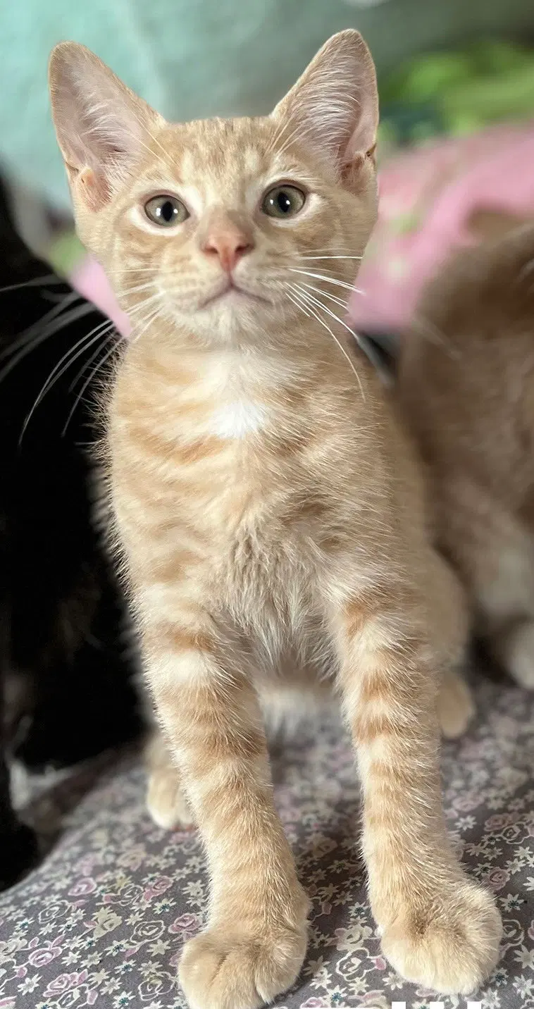 Elliot & Simon, male kittens up for adoption