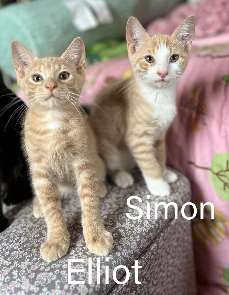 Elliot & Simon, photo 2