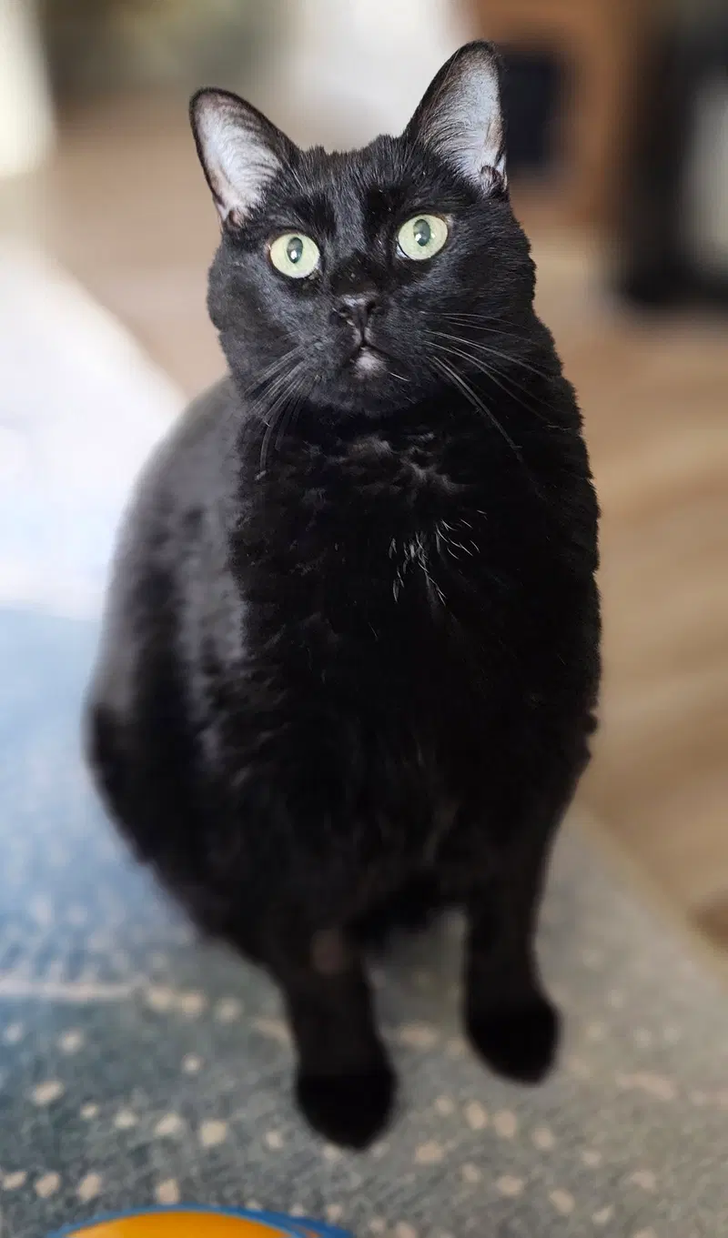 Bailey, an adult female cat up for adoption