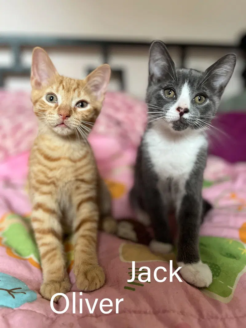 Oliver & Jack, male kittens up for adoption