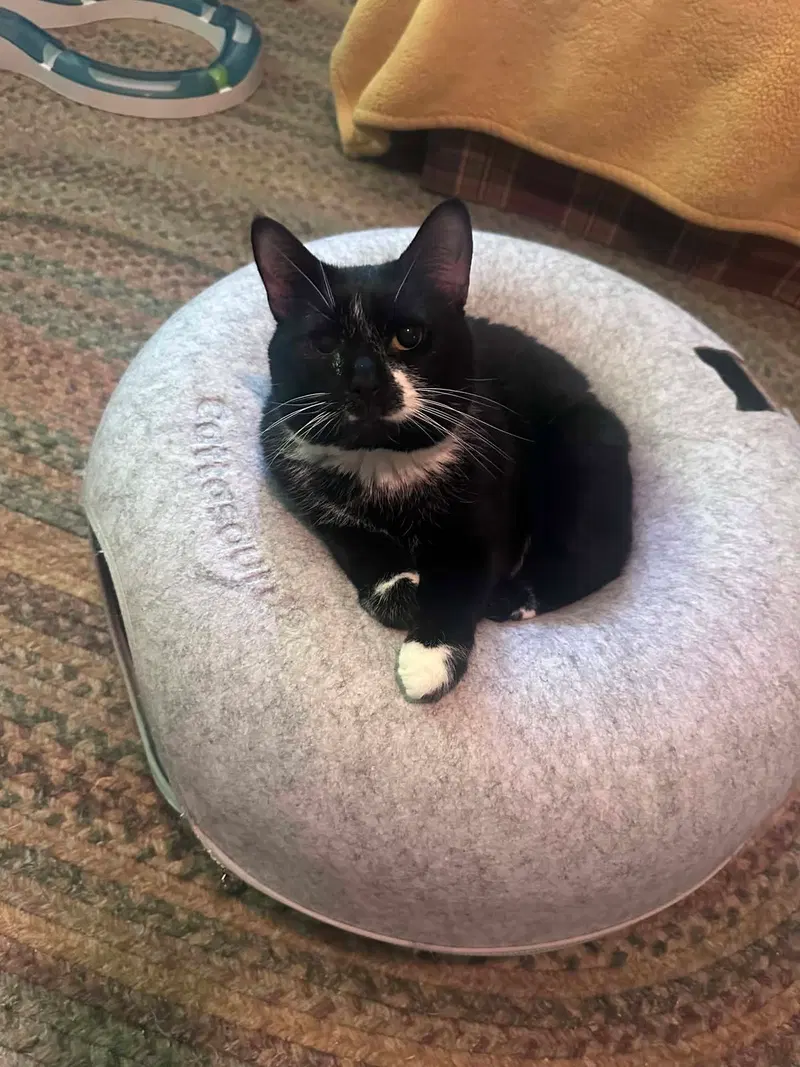 Connie, an adult female Tuxedo cat up for adoption
