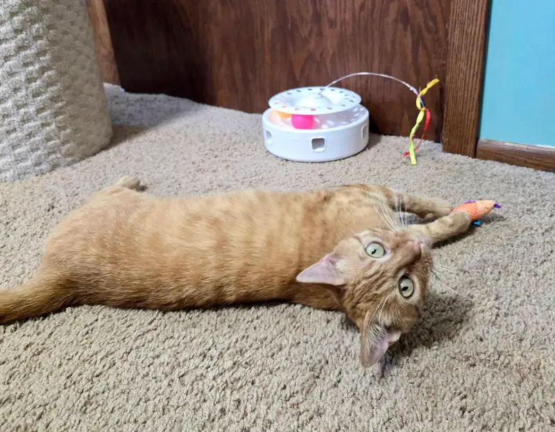 Mariska, a young female cat up for adoption