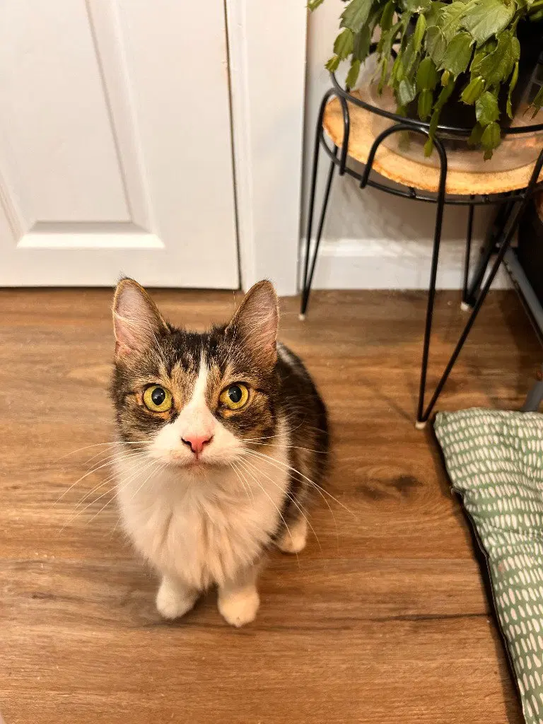 Aries, a senior female cat up for adoption