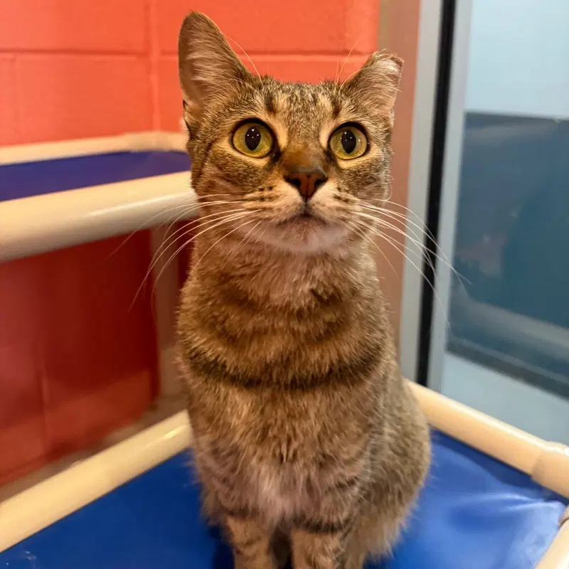 Weeskers, an adult female cat up for adoption