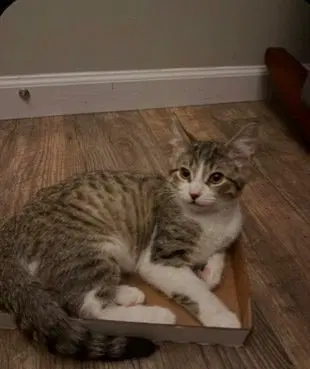 Flint, a male cat up for adoption