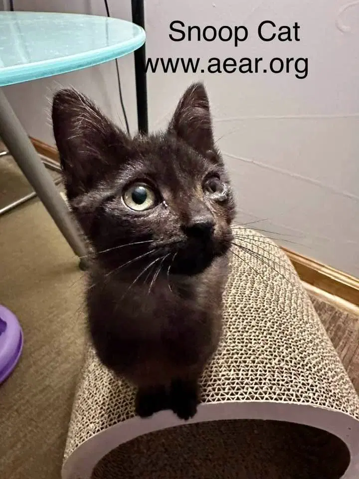 Snoop Cat, a young male cat up for adoption