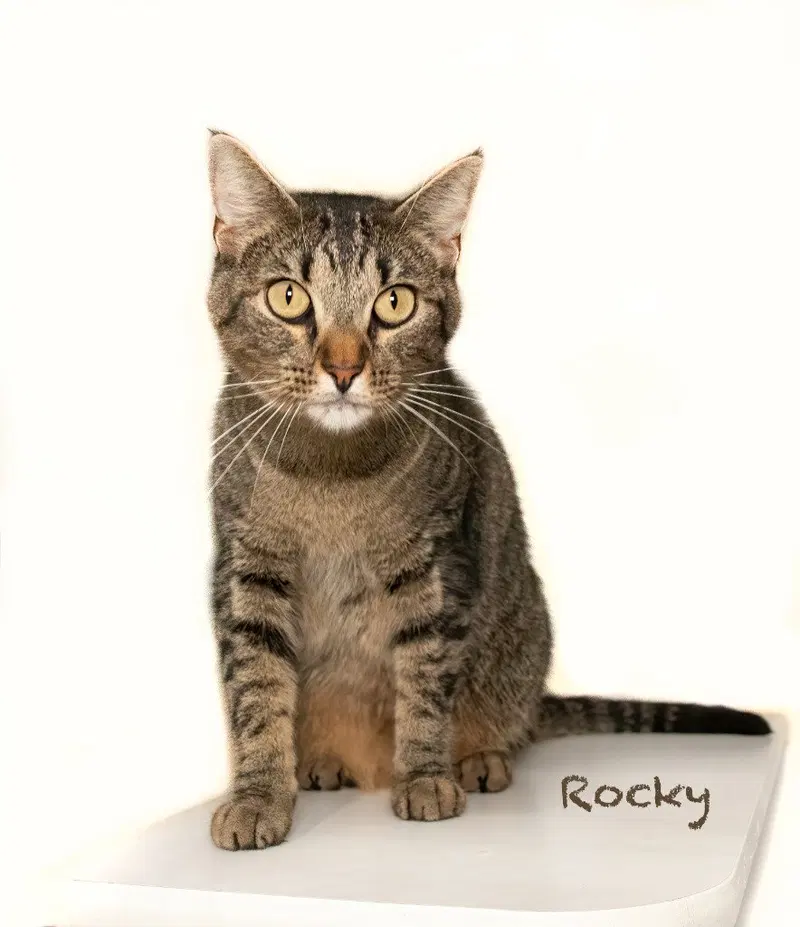Rocky, an adult male cat up for adoption