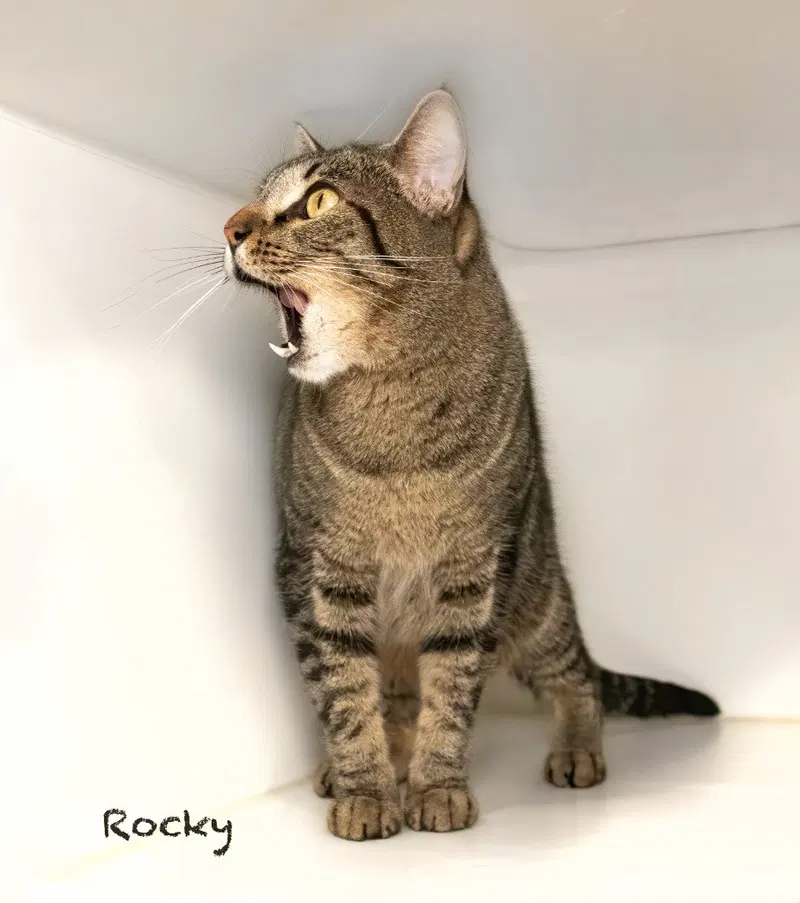 Rocky, photo 2