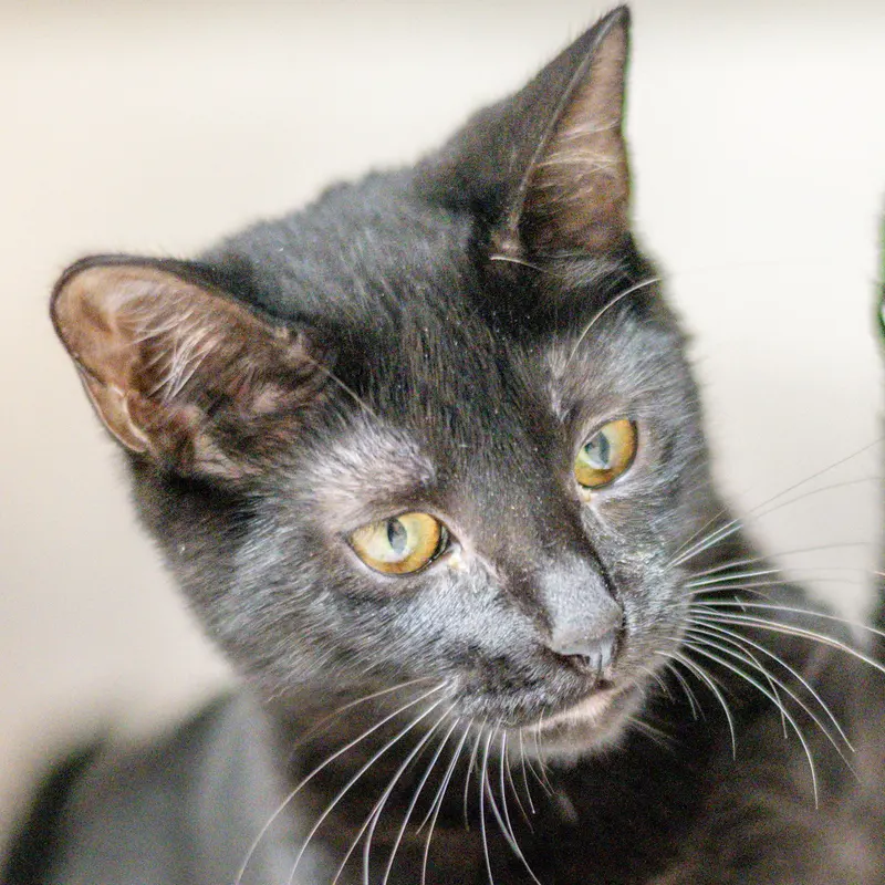 Rose, a female kitten up for adoption