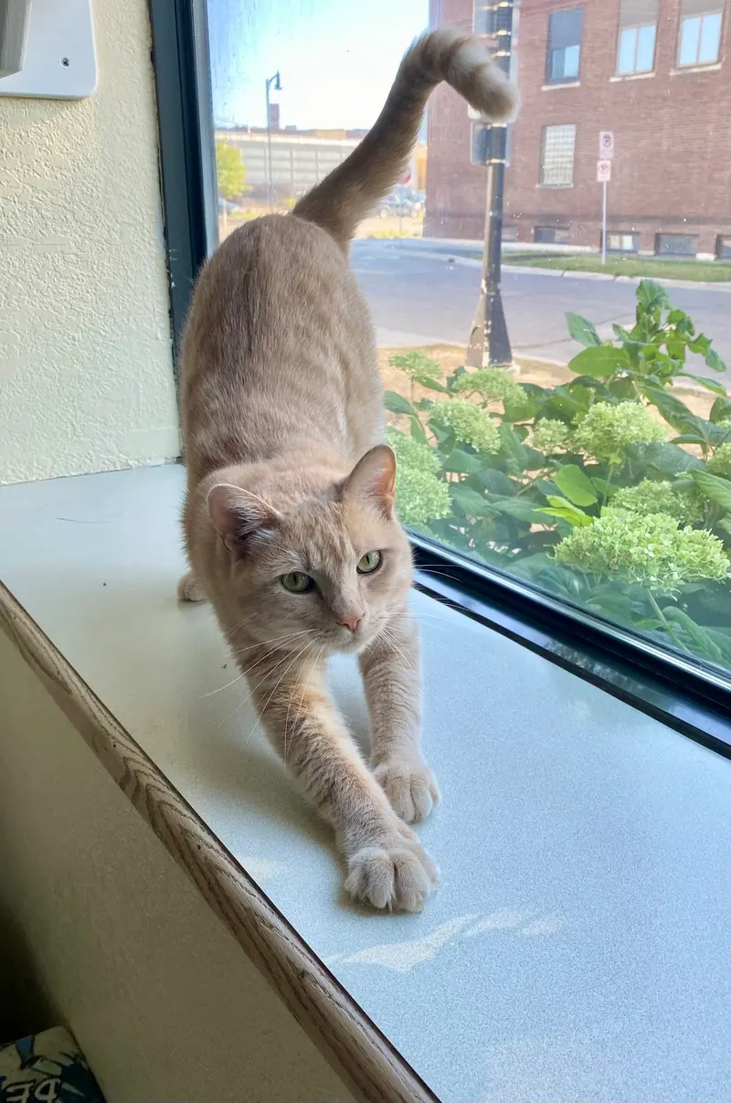 Messi, an adult male cat up for adoption