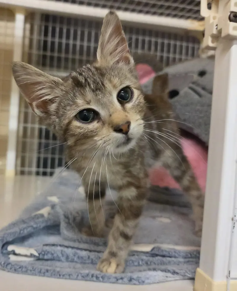 Reese Whiskerspoon, a female cat up for adoption