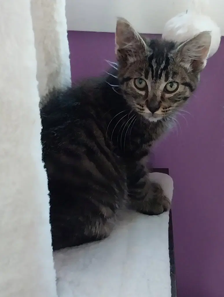 Summer Shandy IN FOSTER, a female kitten up for adoption