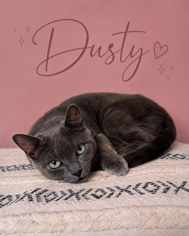Dusty DC, photo 2