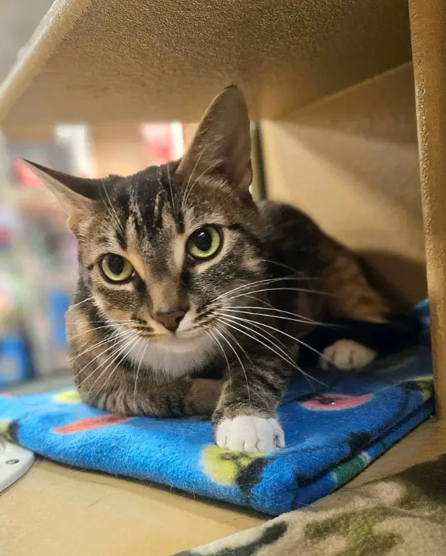 Lucy, an adult female cat up for adoption