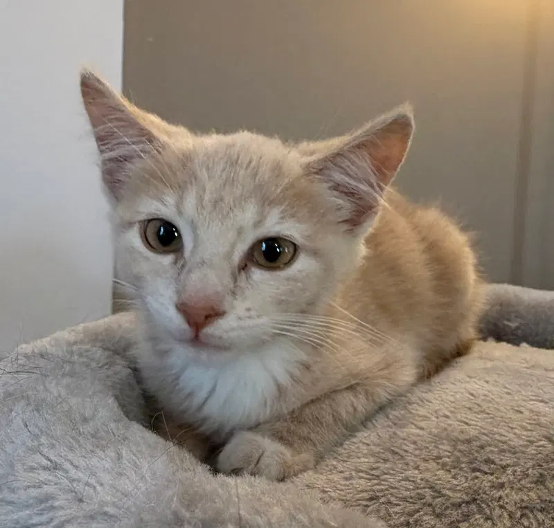 Butters, a young female cat up for adoption