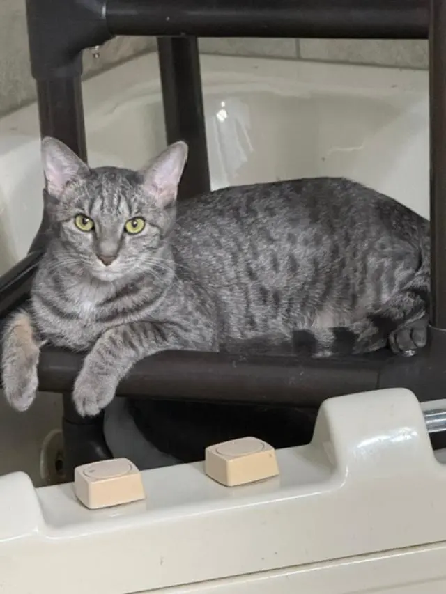 Betsy Ross, a young female Tabby cat up for adoption