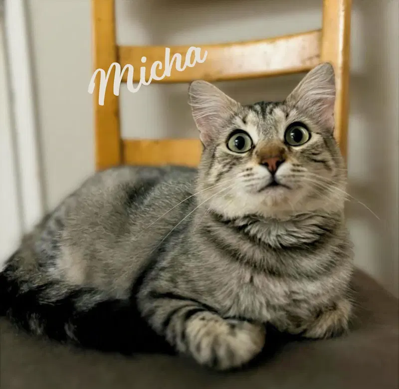 Micha &-loving, a young female Maine Coon cat up for adoption