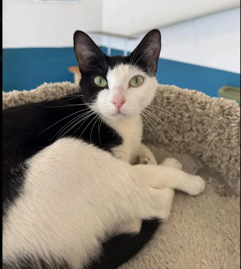 Nova, a young female cat up for adoption
