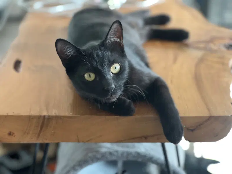 Iman, a young female cat up for adoption