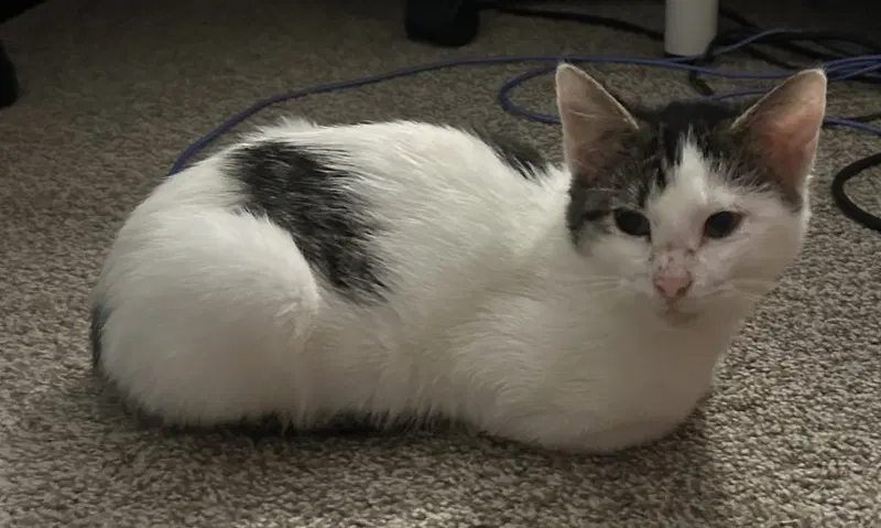 Muffers, a young female cat up for adoption