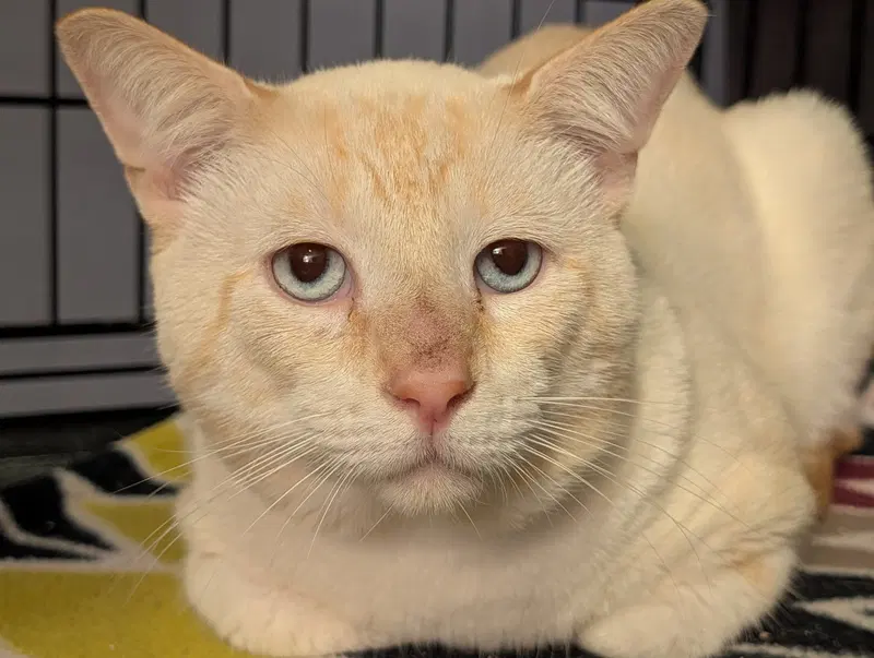 Tanny, an adult male Siamese cat up for adoption