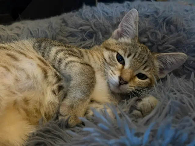 Nala, photo 2