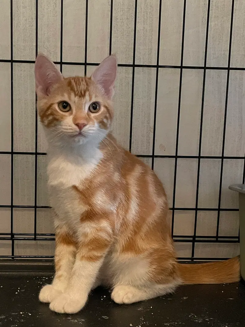Poniar, a male kitten up for adoption