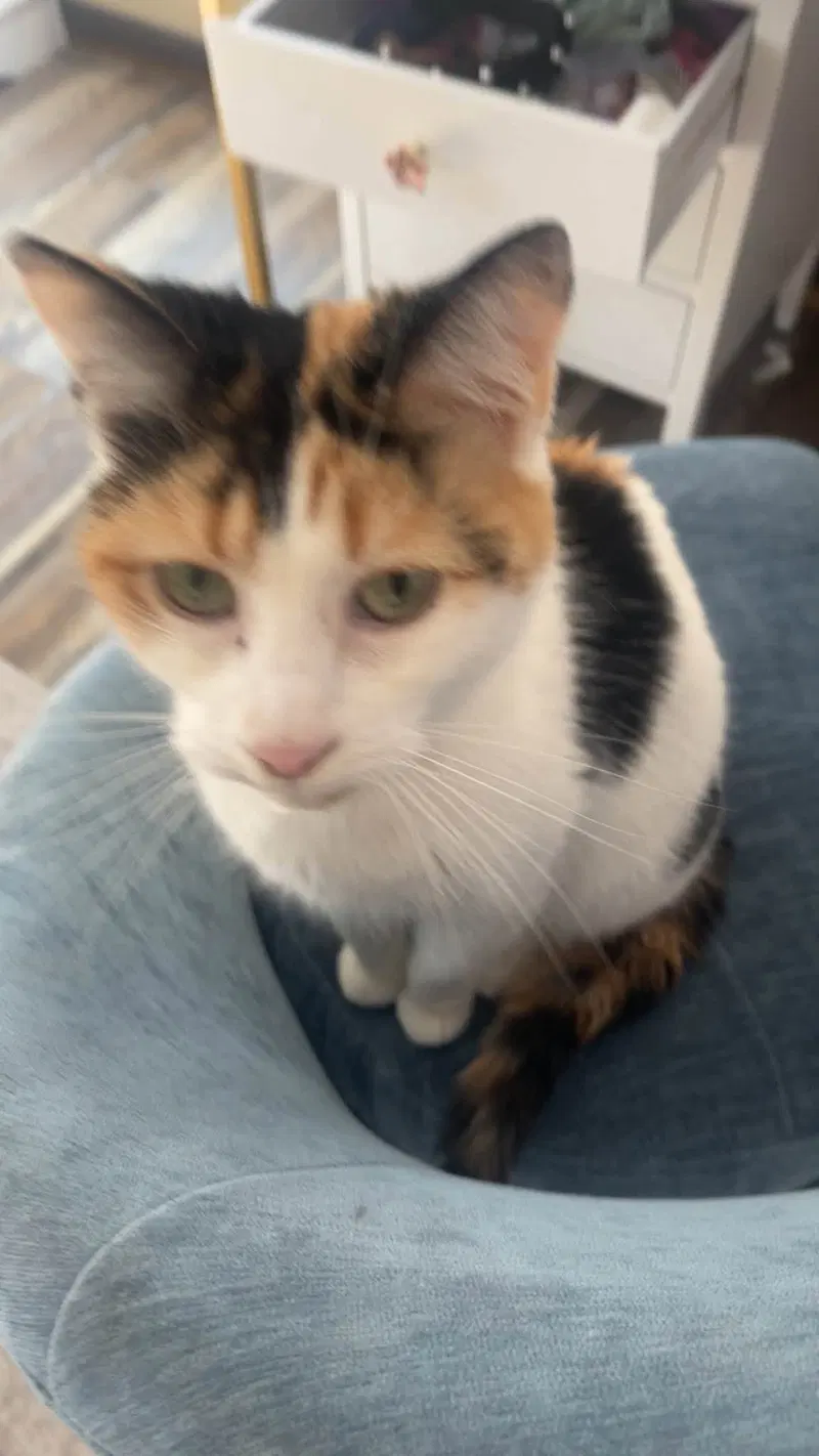 Molly, an adult female Calico cat up for adoption