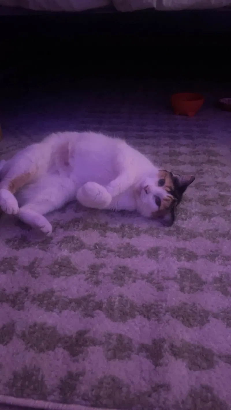 Molly, photo 2