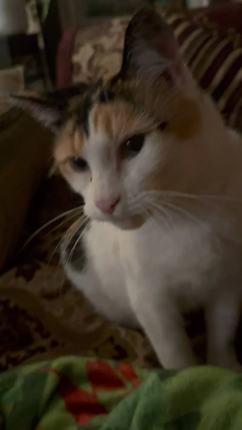 Molly, photo 3