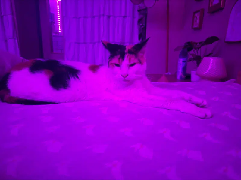 Molly, photo 4