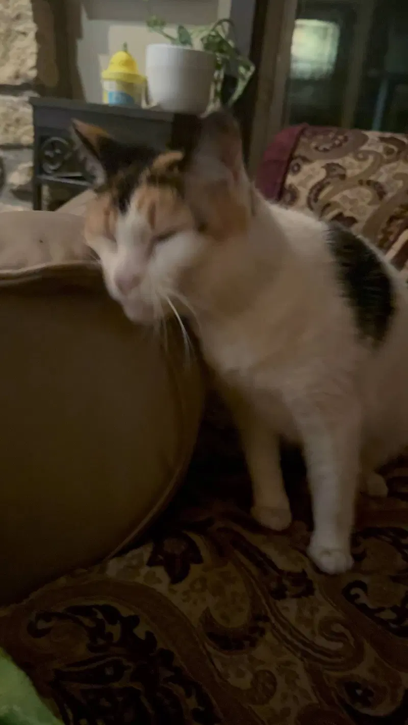 Molly, photo 5