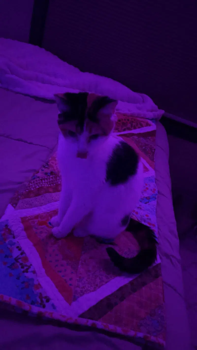 Molly, photo 6
