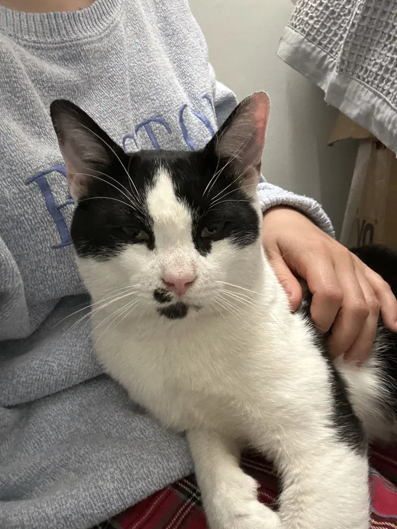 Cosmo, a young male cat up for adoption