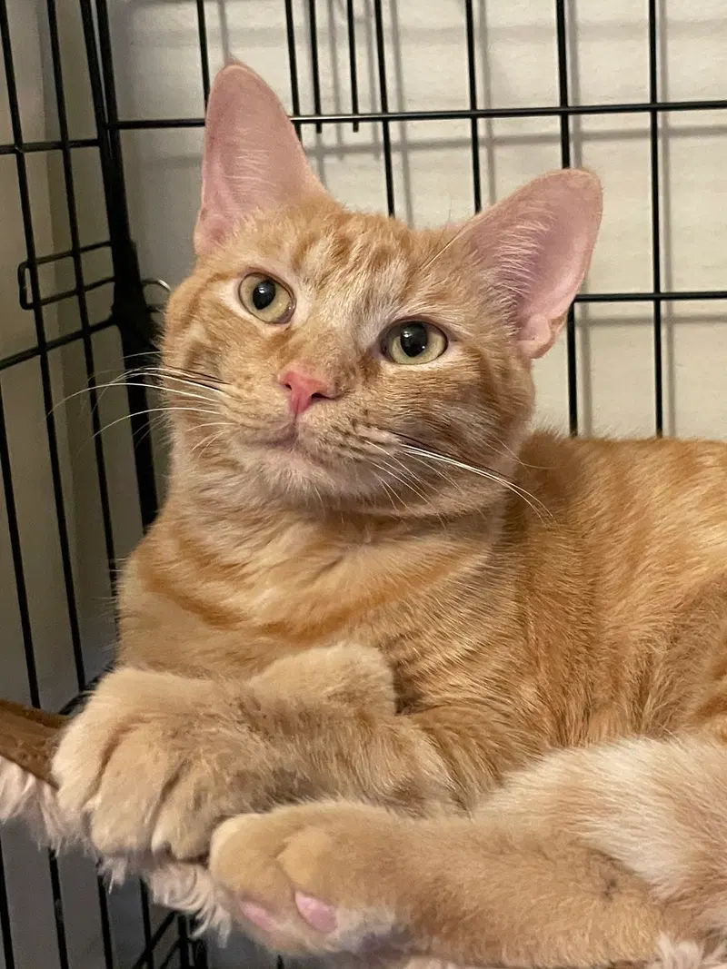 Georgia-Lynn, a young female cat up for adoption