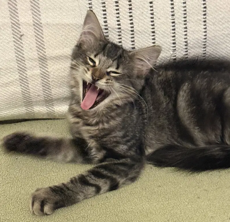 Lorenzo, a young male cat up for adoption