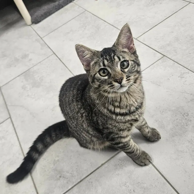 Kaz, a young male cat up for adoption
