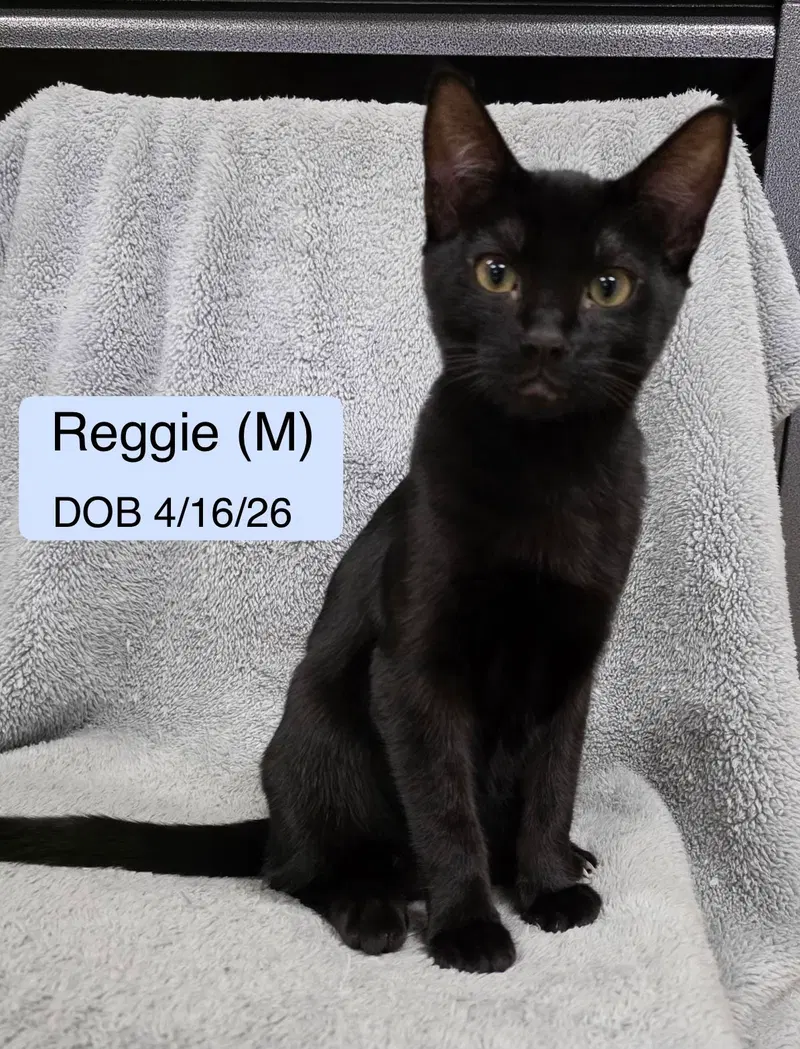Reggie, a male kitten up for adoption