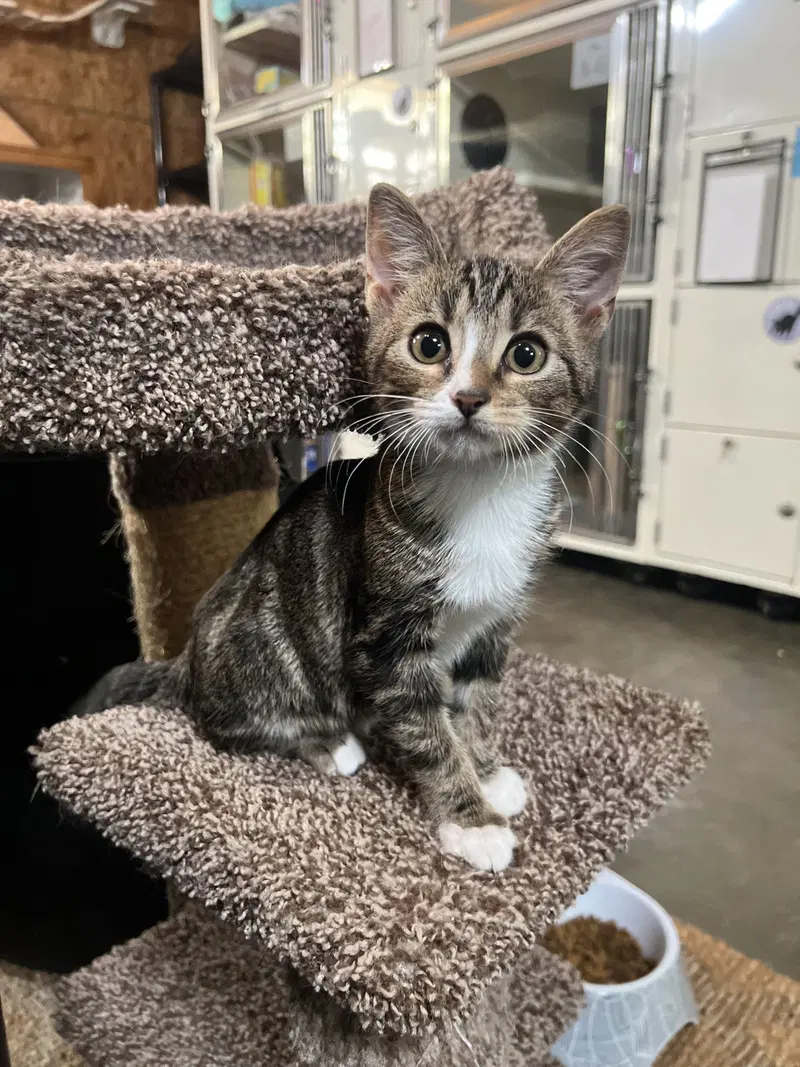 Little Timmy, a male kitten up for adoption