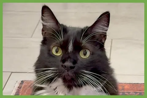 Watch the video of Momo