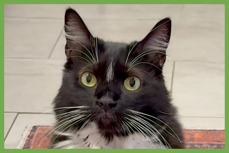 Momo, an adult female cat up for adoption