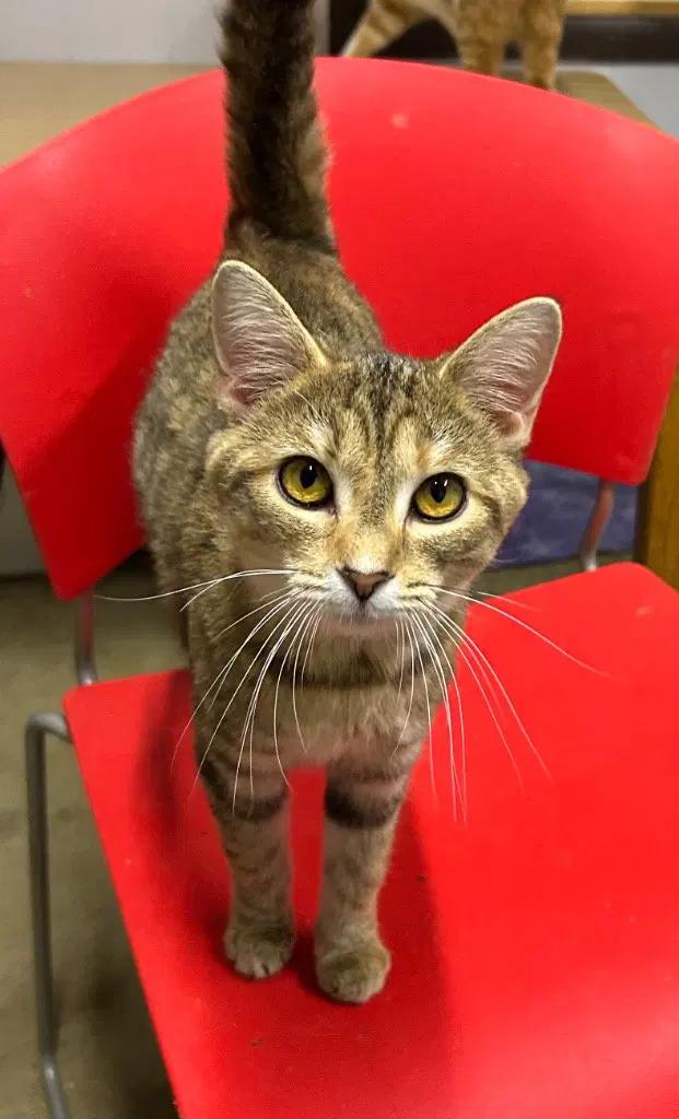 Willa, a young female cat up for adoption
