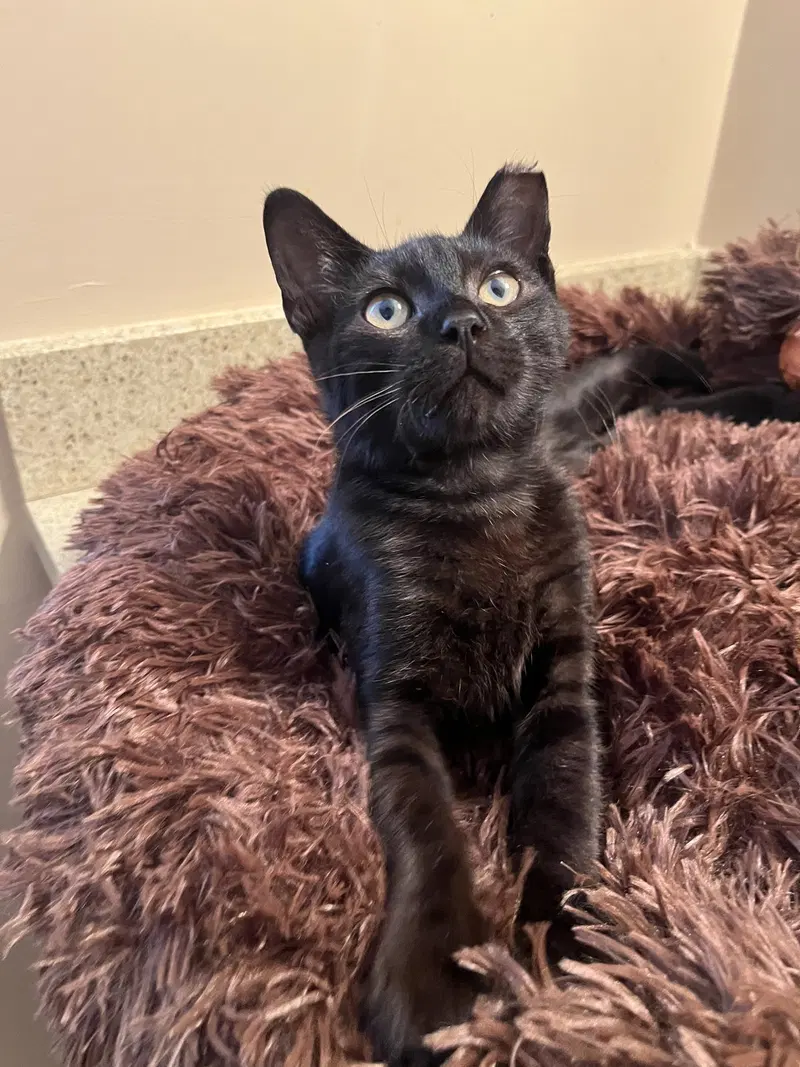 Spark, a young male cat up for adoption