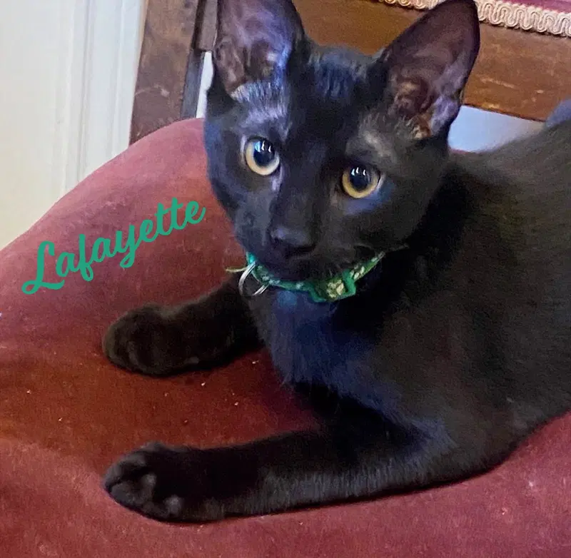 Lafayette, a male Bombay kitten up for adoption